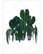 Poster showcasing vibrant Anthurium plants in pots against a white backdrop.