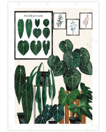 Captivating poster showcasing Anthuriums in charming pots and on stylish crates against a botanical backdrop.