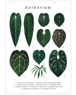 Captivating botanical poster featuring ten distinct Anthurium leaves, accompanied by a legend at the bottom.