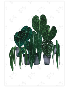 Poster showcasing vibrant Anthurium plants in pots against a white backdrop.