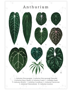 Captivating botanical poster featuring ten distinct Anthurium leaves, accompanied by a legend at the bottom.