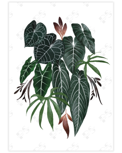 Vibrant poster featuring a composition of aroid leaves on a white background with subtle rust accents.