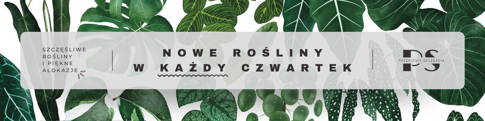 Main shop banner